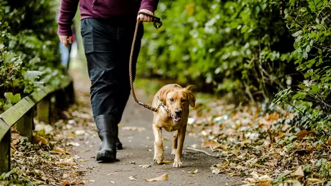 Dog being walked on lead